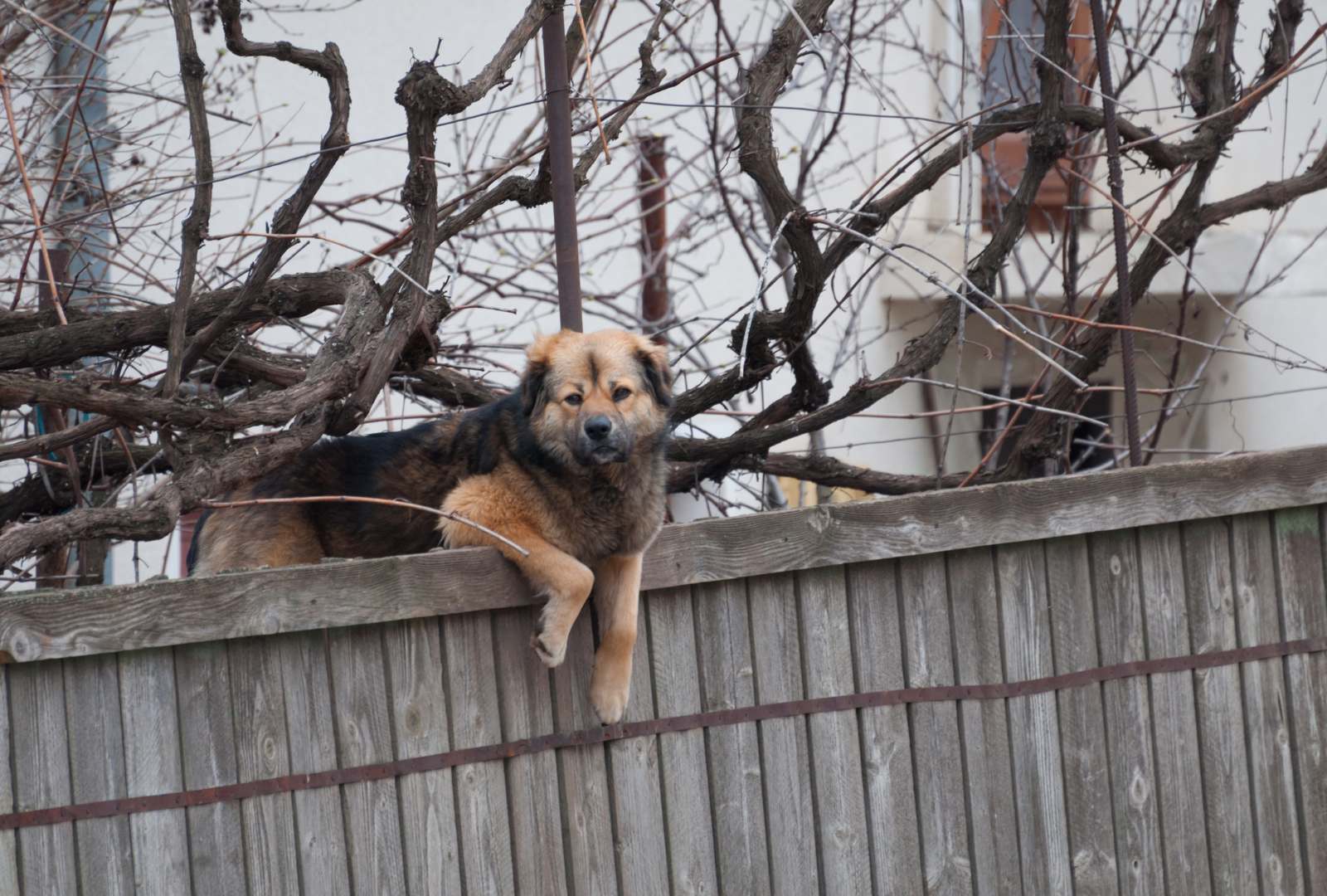 Preventing Dogs from Jumping Fences ALPINE Fencing